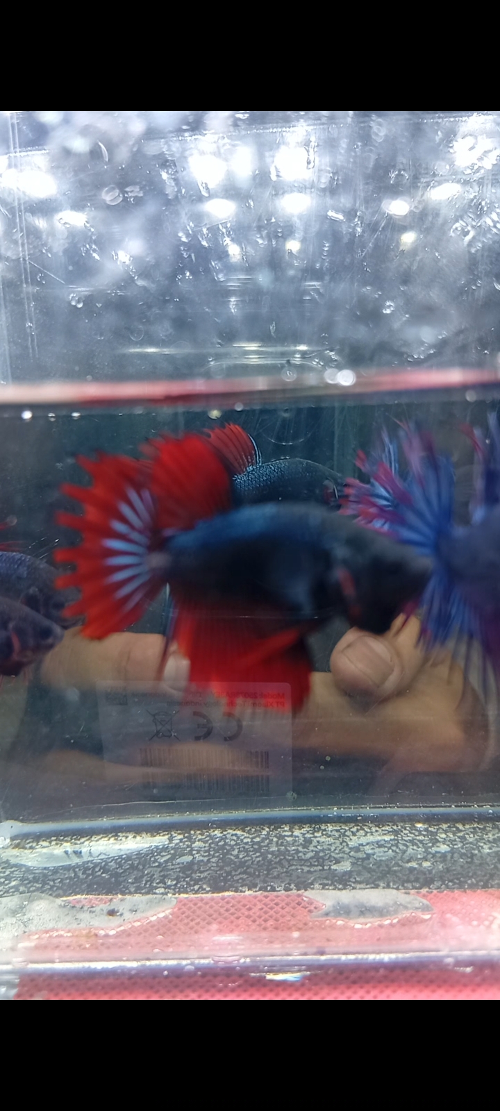 Crown tail mix colors - Gambar 3