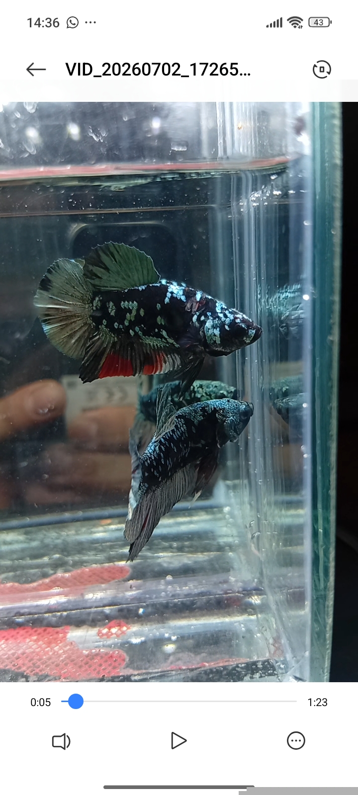 Betta plakat avatar - Gambar 4